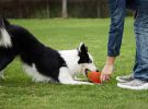 Squeaky Football, Branch & Ball Fetch and Play - Latex Rubber Dog Toy Balls, Play Fetch
